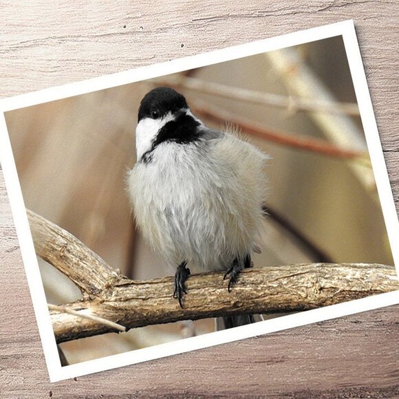 8x10 Chickadee Cute Fluffy Bird Oil Painting Photography Print - Picture 3 of 4